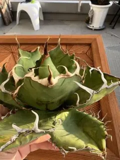 Agave Titanota イタリア実生 選抜 オテロイ 矮性 コンパクト個体