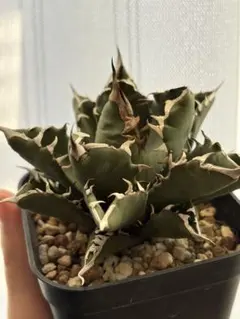 2025年最新】姫厳龍の人気アイテム - メルカリ