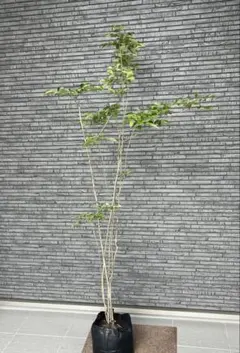 ⭐︎紫の花が咲く幻のユーカリ⭐︎ アルボプルプレア - メルカリ