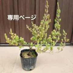 EMaMa様 リクエスト 2点 まとめ商品