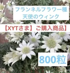 【XYTさま】フランネルフラワー 天使のウィンク 種 800粒 XYTさま】フランネルフラワー 天使のウィンク 種 800粒 - メルカリ