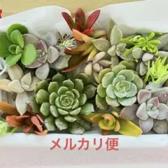 ①寄せ植えセット カット苗 詰め合わせ 多肉植物