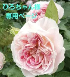 ひろちゃん様専用ページです。