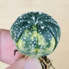 2026年最新】瑠璃兜錦の人気アイテム - メルカリ