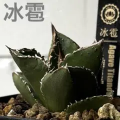 2025年最新】冰雹 アガベの人気アイテム - メルカリ