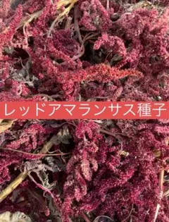 【自給自足】レッドアマランサス　1g 赤アマランサス　昨年度産のサムネイル