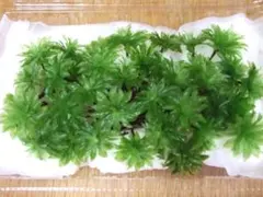 mHr 109様 リクエスト 2点 まとめ商品