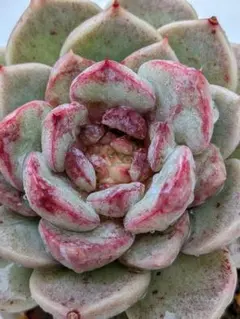 多肉植物　レッドベルベット