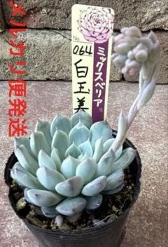 おらいさん苗札のみ　セット 札付き】おらいさん苗 おまとめ - メルカリ