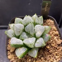 2026年最新】アロエ 苗の人気アイテム - メルカリ