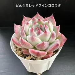 多肉　どんぐりレッドワインコロラタ 爪のカッコイイ美人さん♡