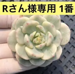 Rさん様専用1番 新品