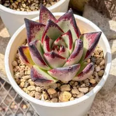 新入荷 大人気 多肉植物 エケベリア 黒魔王 超美苗 レア種
