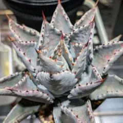 2026年最新】血雨雷神の人気アイテム - メルカリ