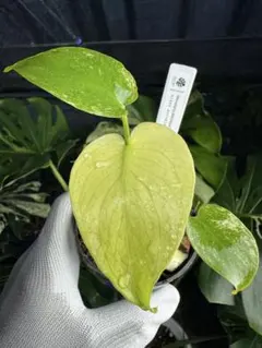 2025年最新】モンステラ ホワイト 天津蘭の人気アイテム - メルカリ