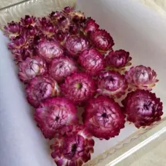 ヘリクリサム　貝細工　ドライフラワー ピンク　⑤