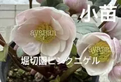 クリスマスローズ　堀切園ピンクニゲル　発芽苗　2苗セット売りのサムネイル