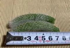 moca☆様 リクエスト 2点 まとめ商品