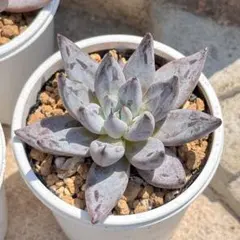 新入荷 大人気 多肉植物 エケベリア アンギキュラータ 超美苗 レア種