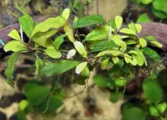 ブルセラ・ヒンドシアナ実生 塊根植物 - メルカリ