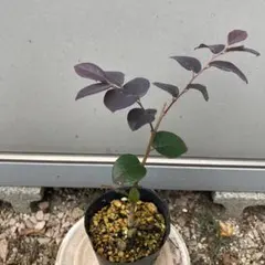 とみじい様 リクエスト 2点 まとめ商品