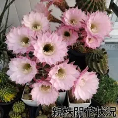 ②*:ஐ白花*:ஐジョーイセルリア・苗木【ブラッシングブライト（フロリダ）】7号 ②*:ஐ白花*:ஐジョーイセルリア・苗木【ブラッシングブライト