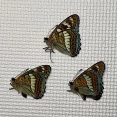 蝶標本 北海道産オオイチモンジ♂3頭 三角紙標本 A品 - メルカリ