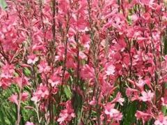 2025年最新】ワトソニア球根の人気アイテム - メルカリ