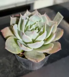 2026年最新】リンゼアナの人気アイテム - メルカリ