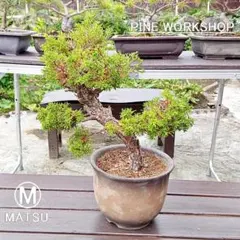 勘助 真柏 樹齢10年 中品盆栽 鉢付き