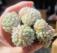 多肉植物　ラノリンボール 4苗セット　根土付き発送　エケベリア韓（単頭～群生）