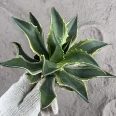 2026年最新】リップルエフェクトの人気アイテム - メルカリ