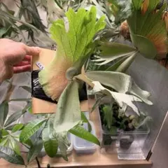 ビカクシダ コットンクラウドのサムネイル