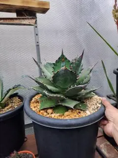 2025年最新】チタノタブルー 大株の人気アイテム - メルカリ