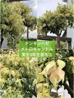 ナンキンハゼ　メトロキャンドル 実生3年生苗木③のサムネイル