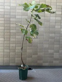 Kinya Kaneko さまご専用のお品です