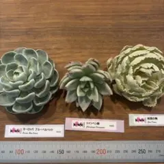 2026年最新】多肉植物 マリア錦の人気アイテム - メルカリ