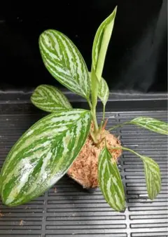 2026年最新】アグラオネマ トリカラーの人気アイテム - メルカリ