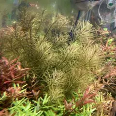 郵送 ○ホシクサ ケヤリソウ水中葉1本 水草 ADA 水槽 - メルカリ