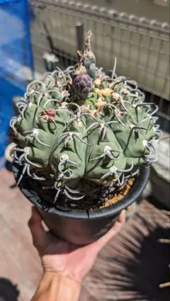 ギムノカリキウム　バッテリー　親株　大株　古株　狂刺のサムネイル