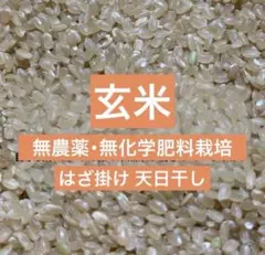 美味しい玄米5キロ】農薬 化学肥料不使用 はざ掛け 天日干し R7年