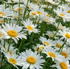 ほっぺ様 リクエスト 2点 まとめ商品