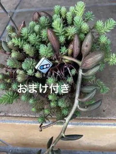 希少 トラディスカンティア ヒジョウバル 観葉植物 - メルカリ