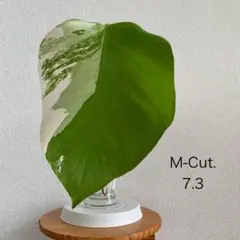 斑入り モンステラ ボルシギアナ ミドルカット Middle Cutのサムネイル