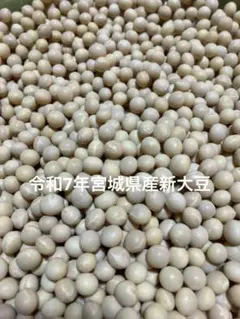 大豆 2025年産 長野県産 薬品磨き不使用 惣菜納豆豆乳加工用 訳あり5kg
