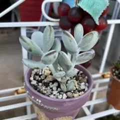 ハルル様 リクエスト 6点 まとめ商品