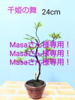 2025年最新】皐月盆栽の人気アイテム - メルカリ