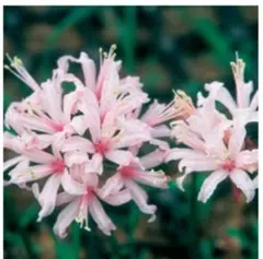 2026年最新】ダイヤモンドリリー球根の人気アイテム - メルカリ