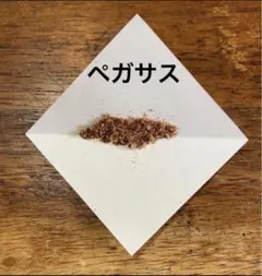 ビカクシダ ペガサス 自家採取胞子のサムネイル
