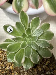 2026年最新】Aeoniumの人気アイテム - メルカリ